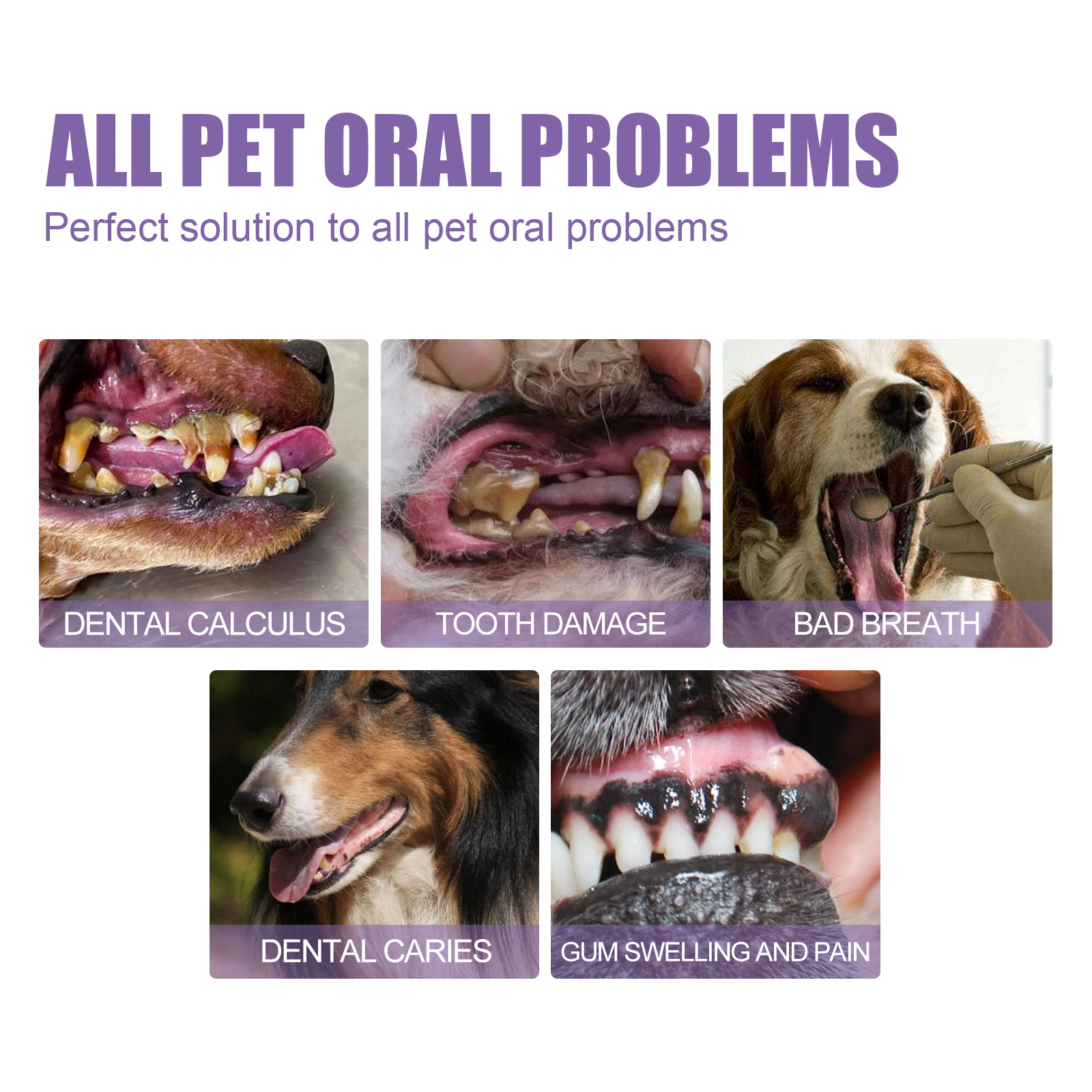 Pet Oral Repair Gel Puppy Tart - Teeth Whitening Remedies reseña y precio